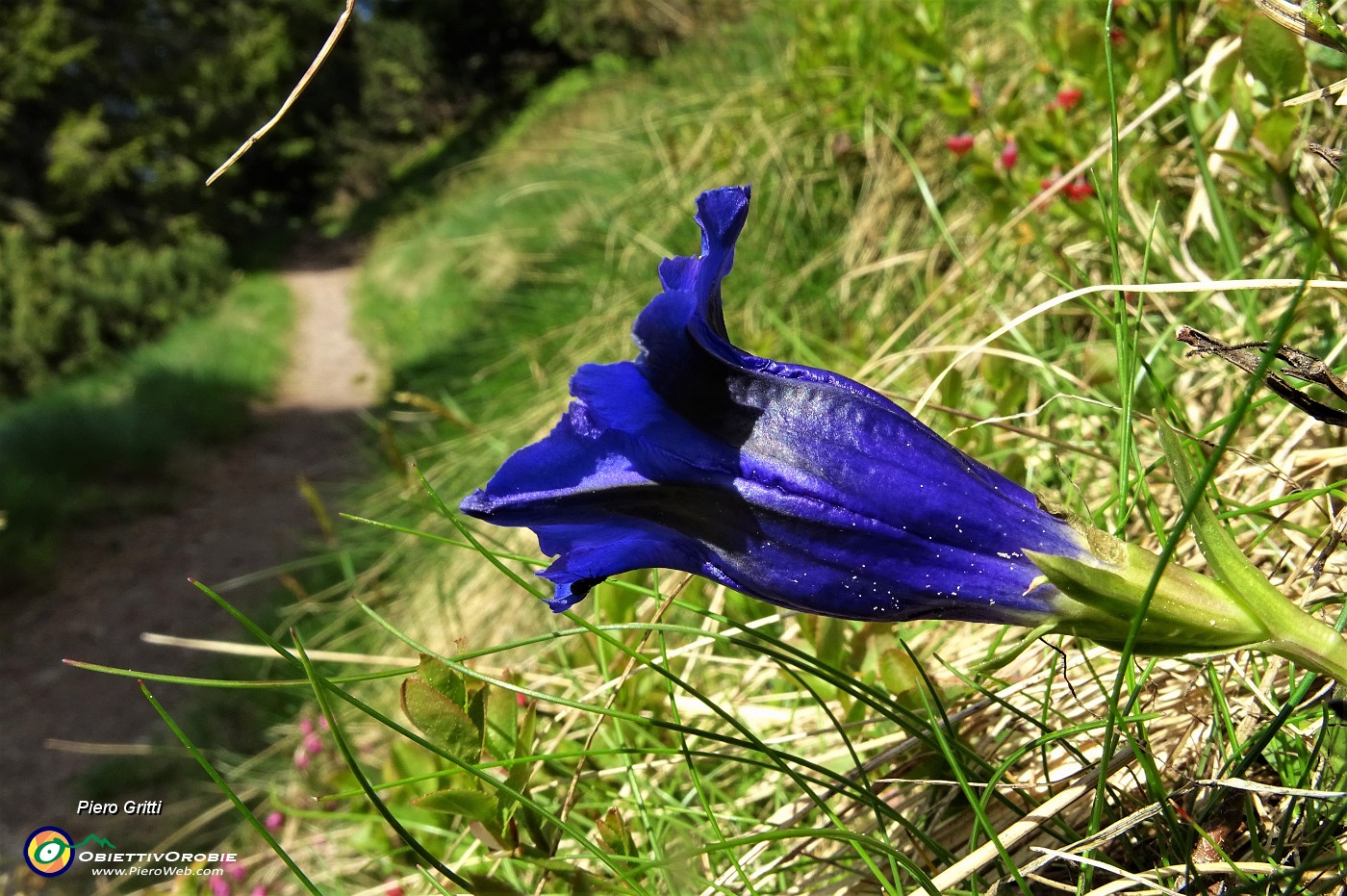 18 Fiori sul sentiero, Genziana di Koch (Gentiana kochiana).JPG